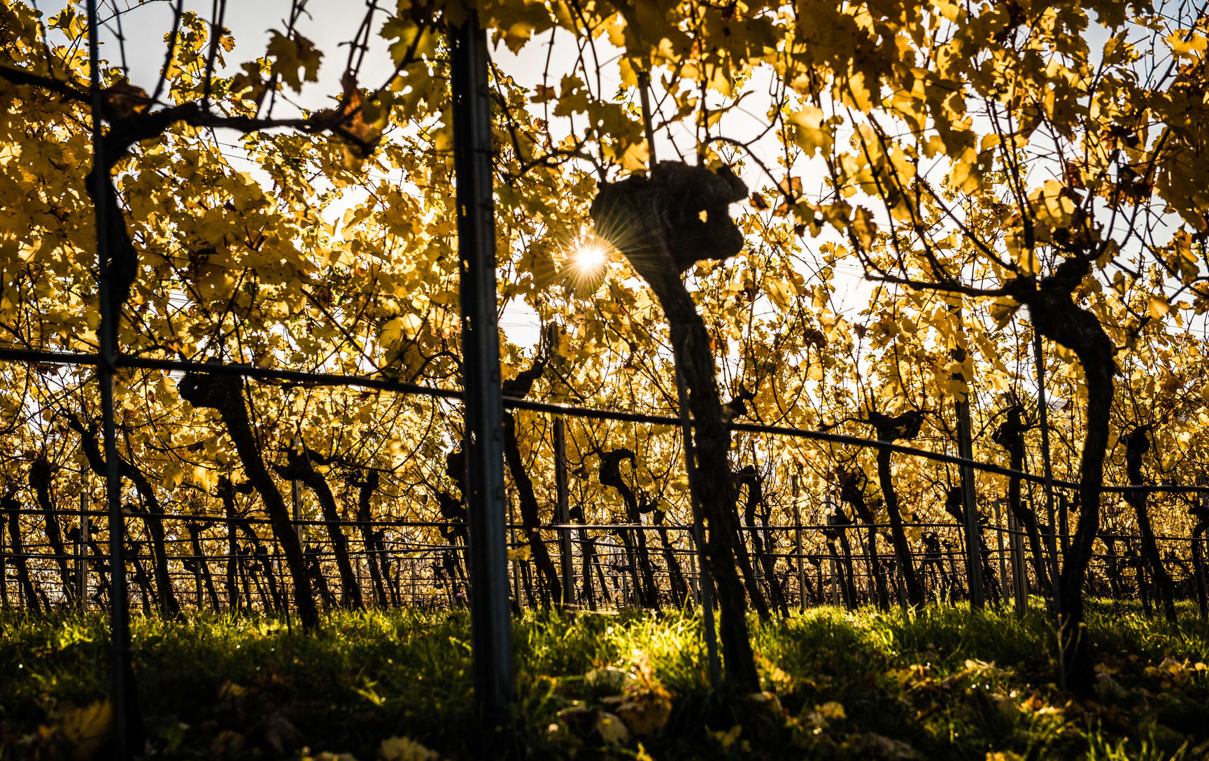 gelesener-herbsticher-weingarten