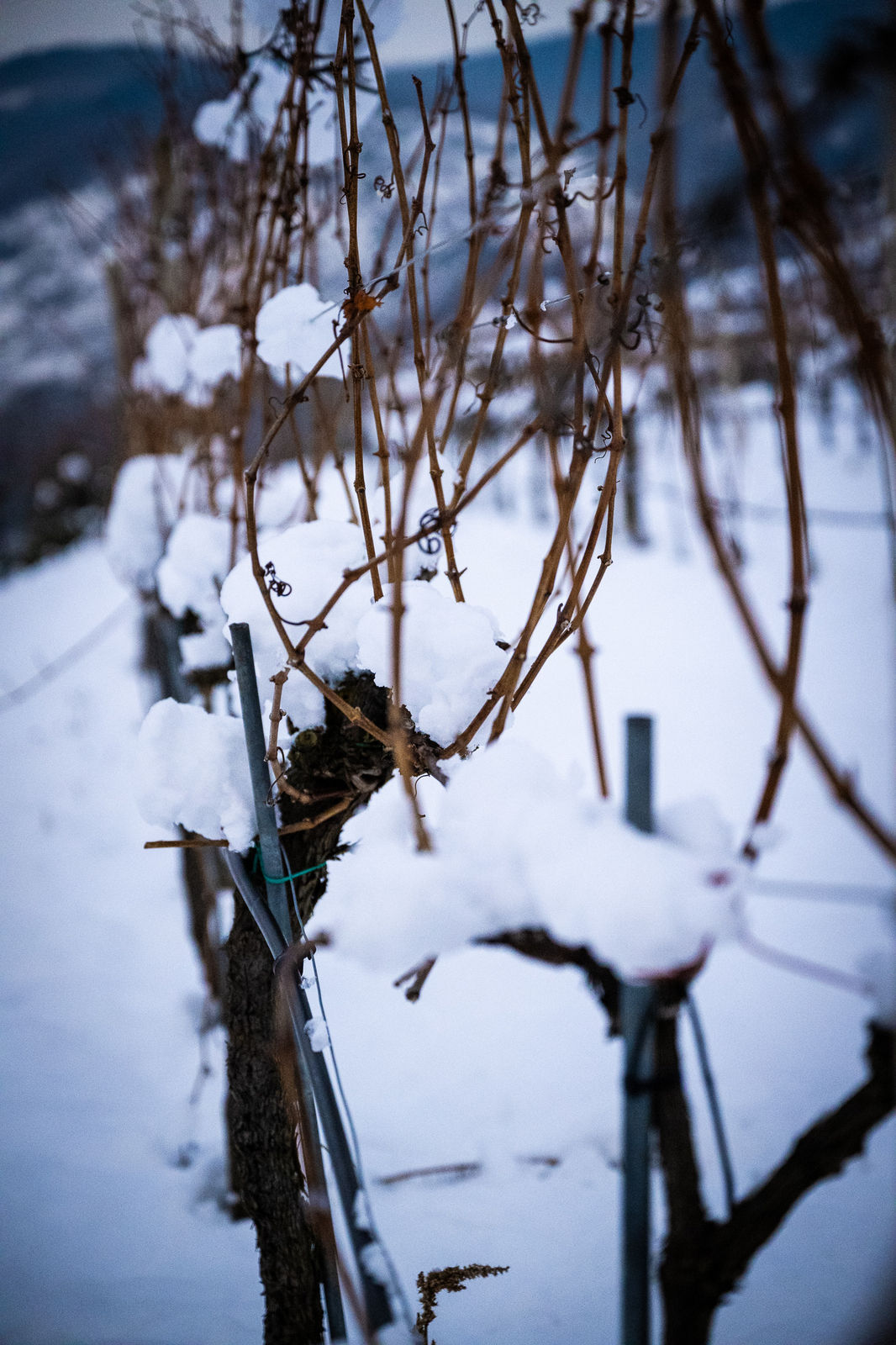 verschneite-reben