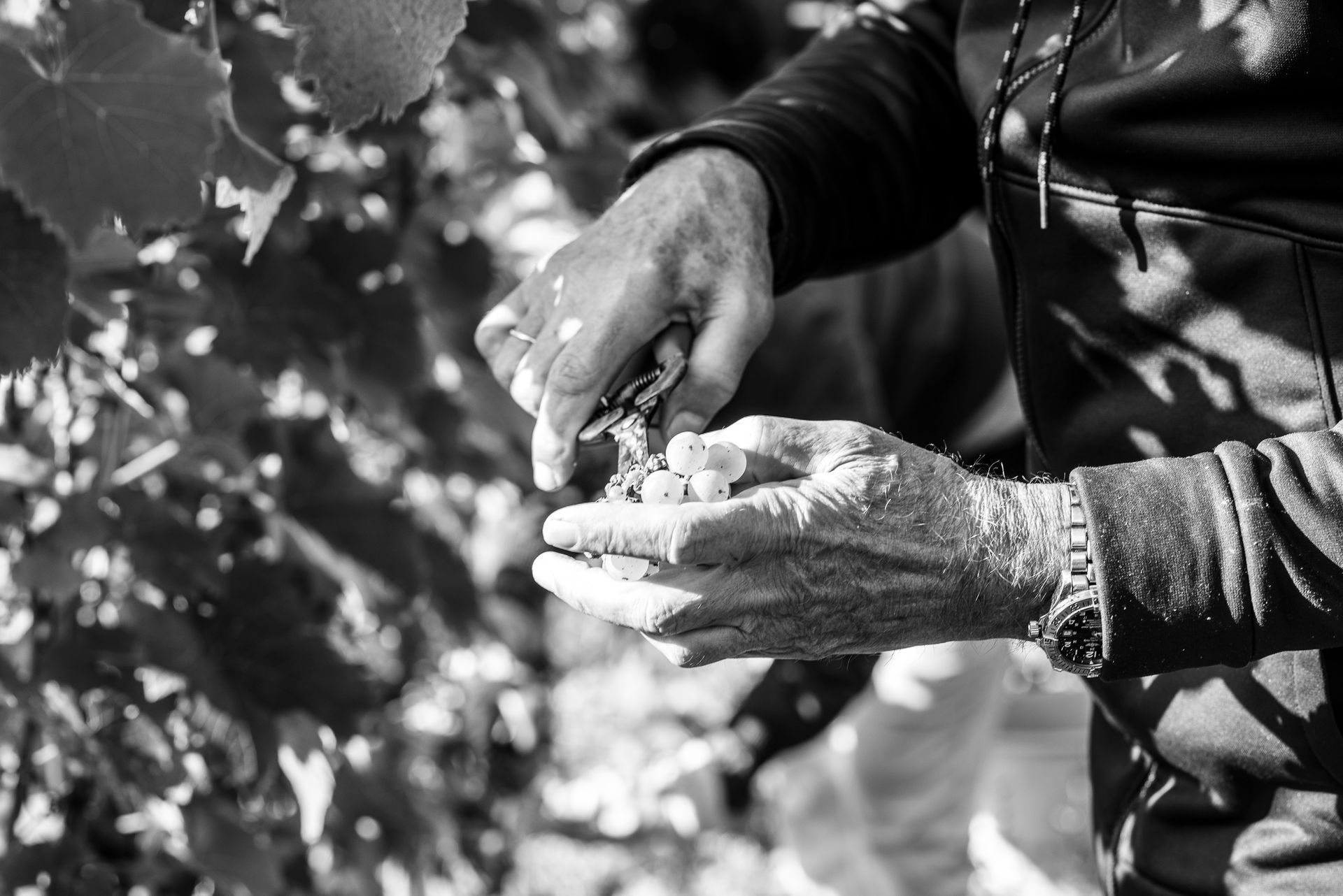 weinlese-hand-detailaufnahme-schwarz-weiss