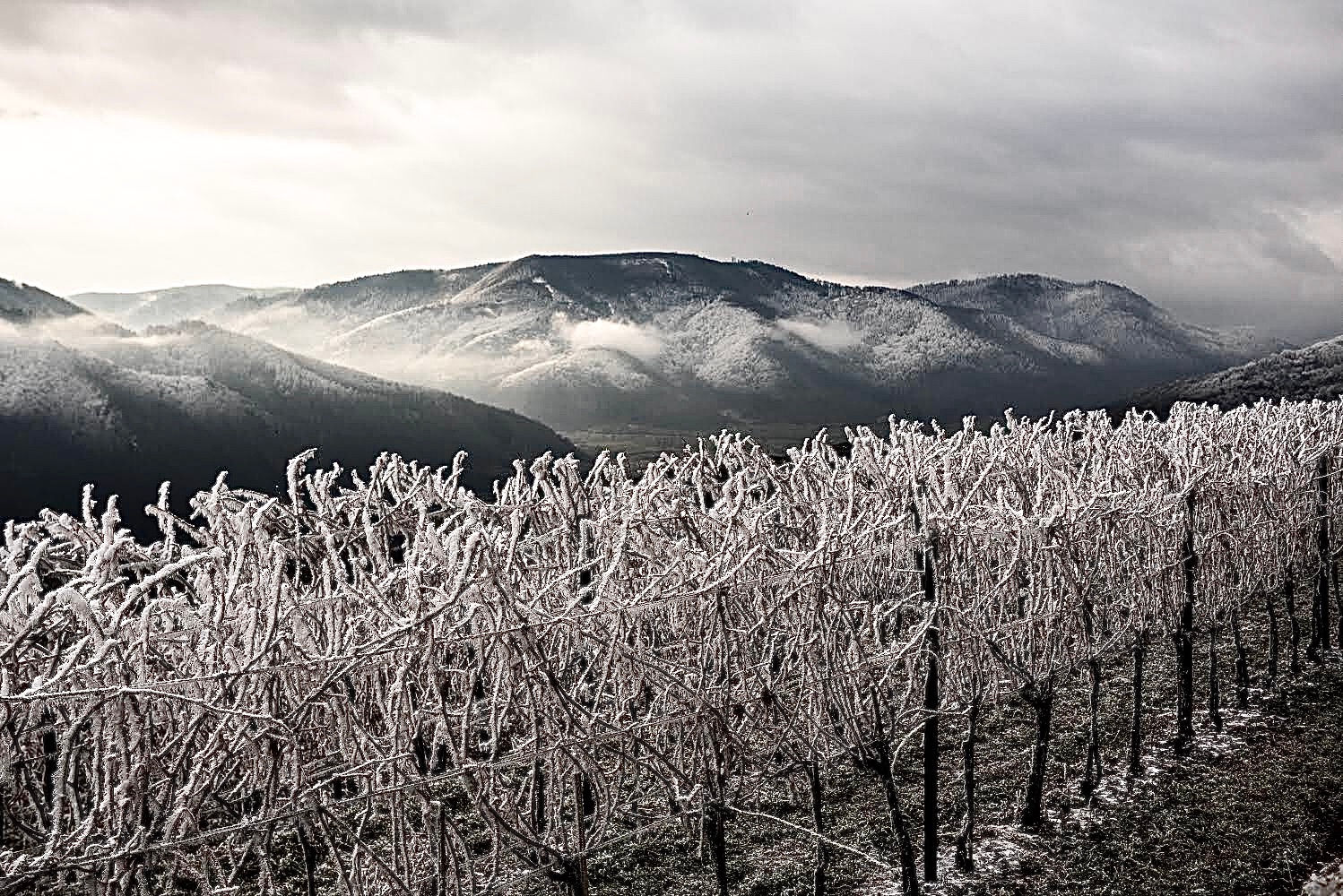 weingaerten-am-vorderseiber-in-reif-gehuellt