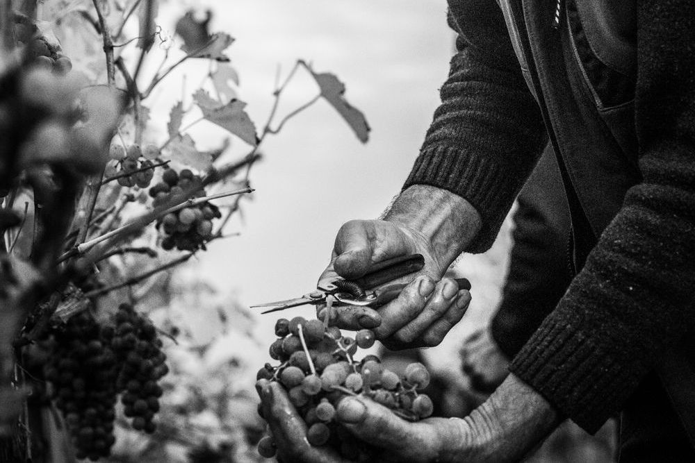weinlese-detail