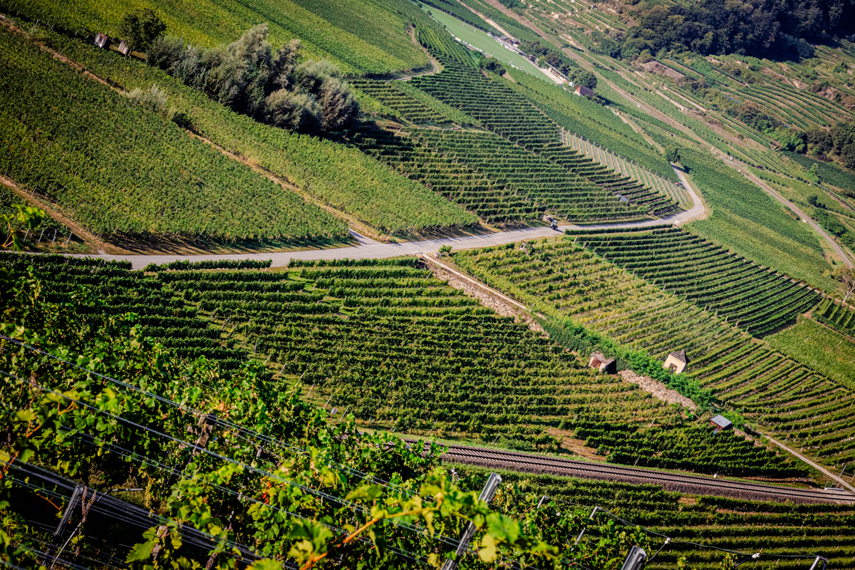 weingartenstrukturen