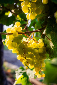 kaiser-liebenbersept23_web-9144