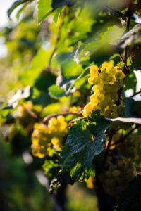 kaiser-liebenbersept23_web-9151