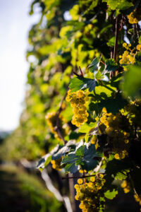 kaiser-liebenbersept23_web-9155