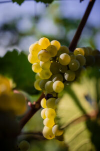 kaiser-liebenbersept23_web-9162