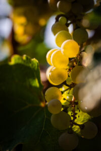 kaiser-liebenbersept23_web-9170