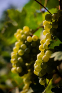 kaiser-liebenbersept23_web-9176