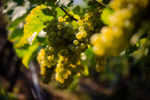 kaiser-liebenbersept23_web-9237