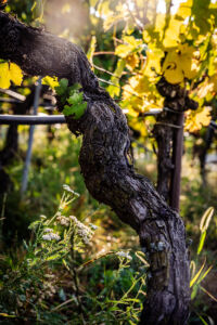 kaiser-liebenbersept23_web-9240