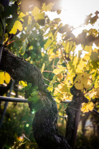 kaiser-liebenbersept23_web-9241