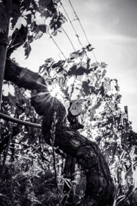 kaiser-liebenbersept23_web-9245