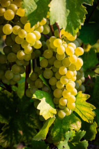 kaiser-liebenbersept23_web-9309