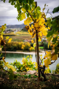 leseprager23-web-9494