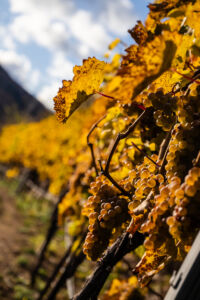 spitzergrabenherbst23_web-2705