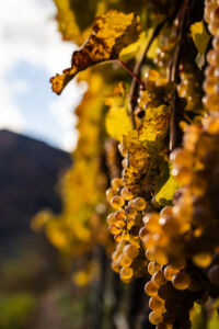 spitzergrabenherbst23_web-2709