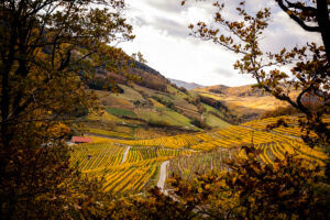 spitzergrabenherbst23_web-2771