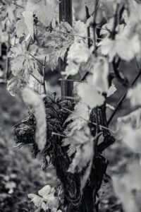 spitzergrabenherbst23_web-2795