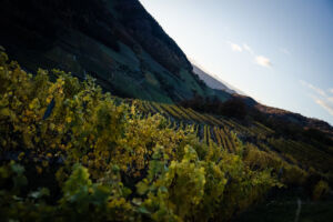 spitzergrabenherbst23_web-2852