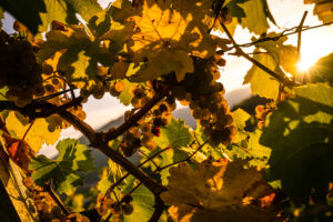 spitzgoldenerherbst-web--6