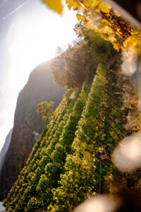 spitzgoldenerherbst-web-9224