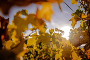 spitzgoldenerherbst-web-9236