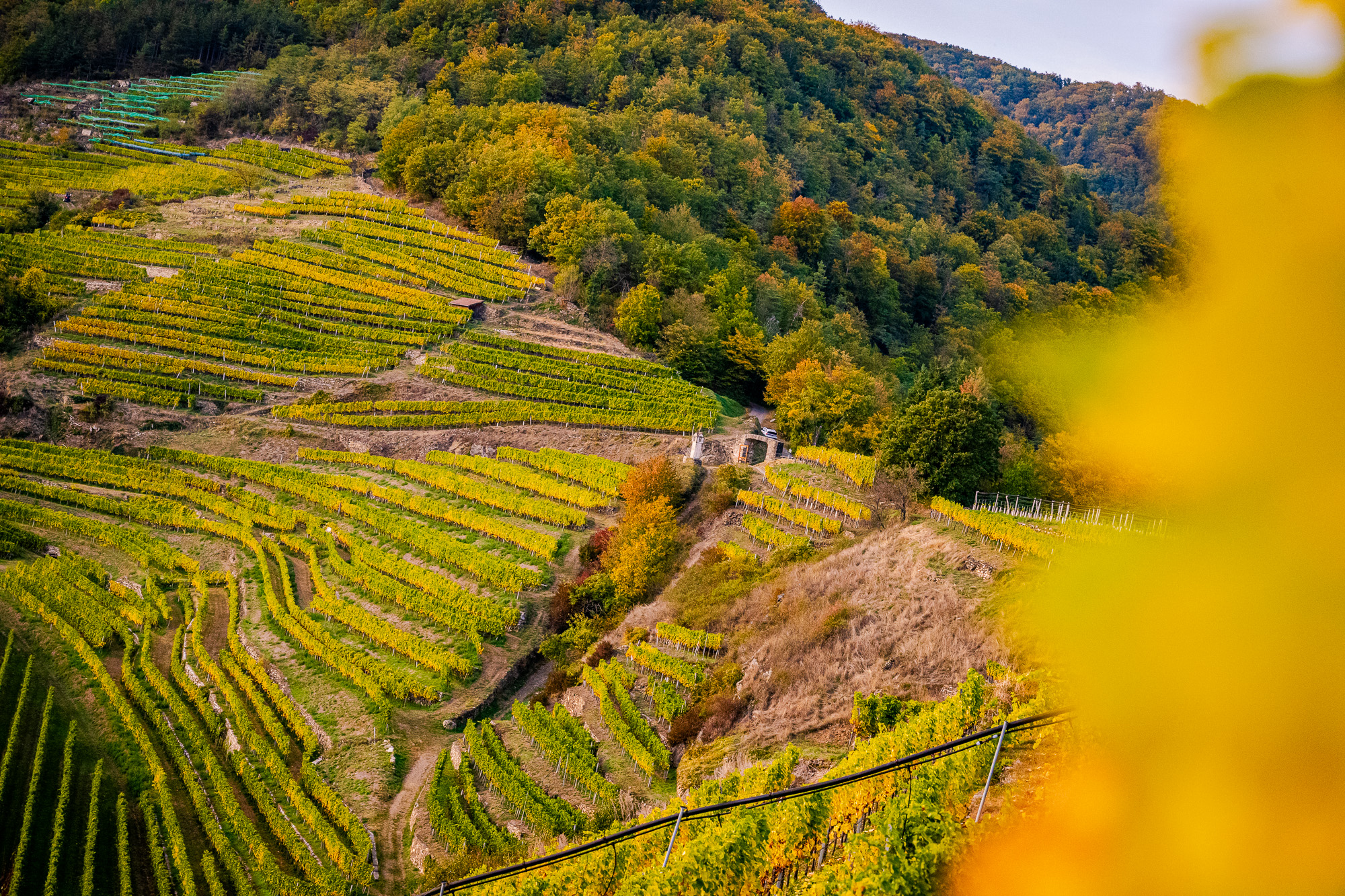 weinbergstrukturen