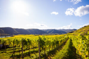 webloibengoldenerherbst-9712