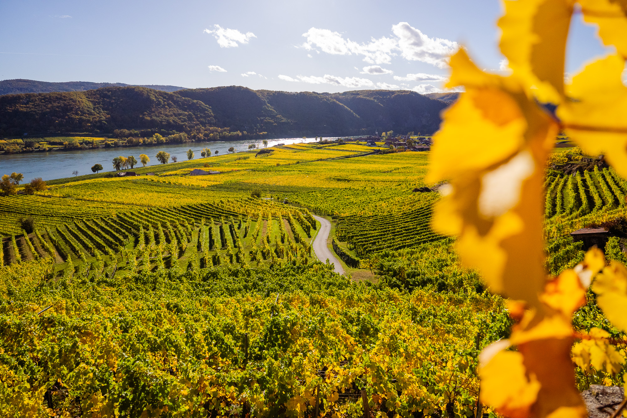 herbstlich-in-loiben