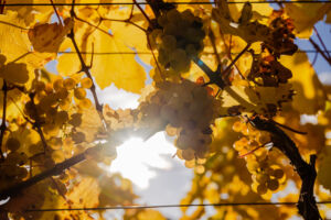 webloibengoldenerherbst-9756