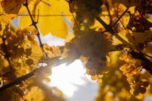 webloibengoldenerherbst-9757