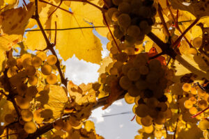 webloibengoldenerherbst-9758