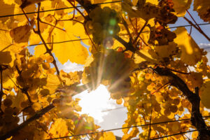 webloibengoldenerherbst-9759