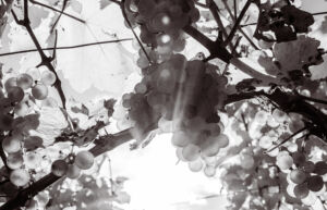 webloibengoldenerherbst-9760