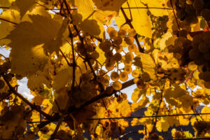 webloibengoldenerherbst-9763