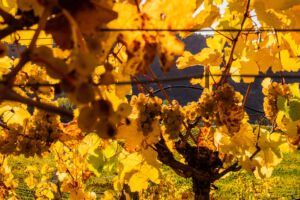 webloibengoldenerherbst-9767