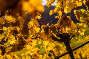 webloibengoldenerherbst-9769