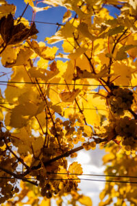 webloibengoldenerherbst-9775