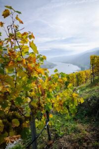 gritschweinlese23-0049