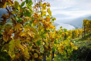 gritschweinlese23-0052