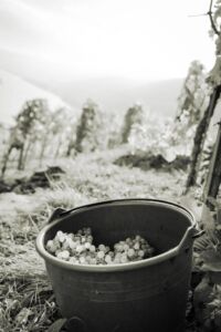 gritschweinlese23-0117