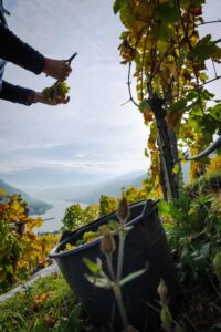 gritschweinlese23-0122