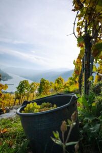 gritschweinlese23-0129