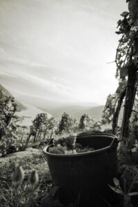 gritschweinlese23-0139