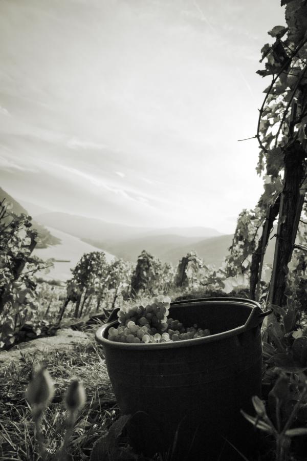 weinlese-monochrom