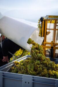 gritschweinlese23-0251