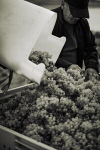 gritschweinlese23-0331