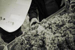 gritschweinlese23-0336