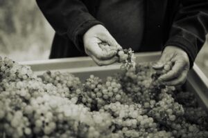 gritschweinlese23-0338