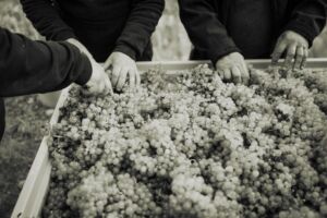 gritschweinlese23-0346